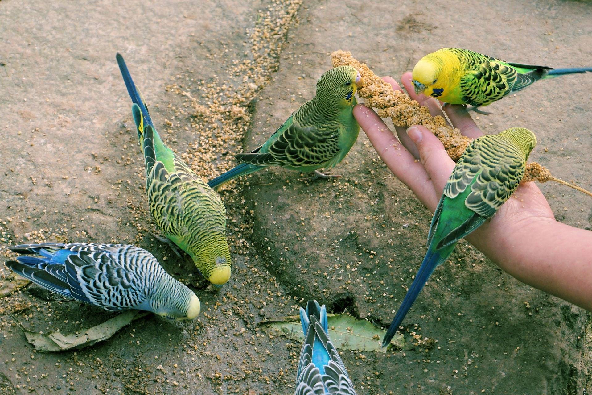 Научитесь понимать язык волнистых попугаев - mypets.land