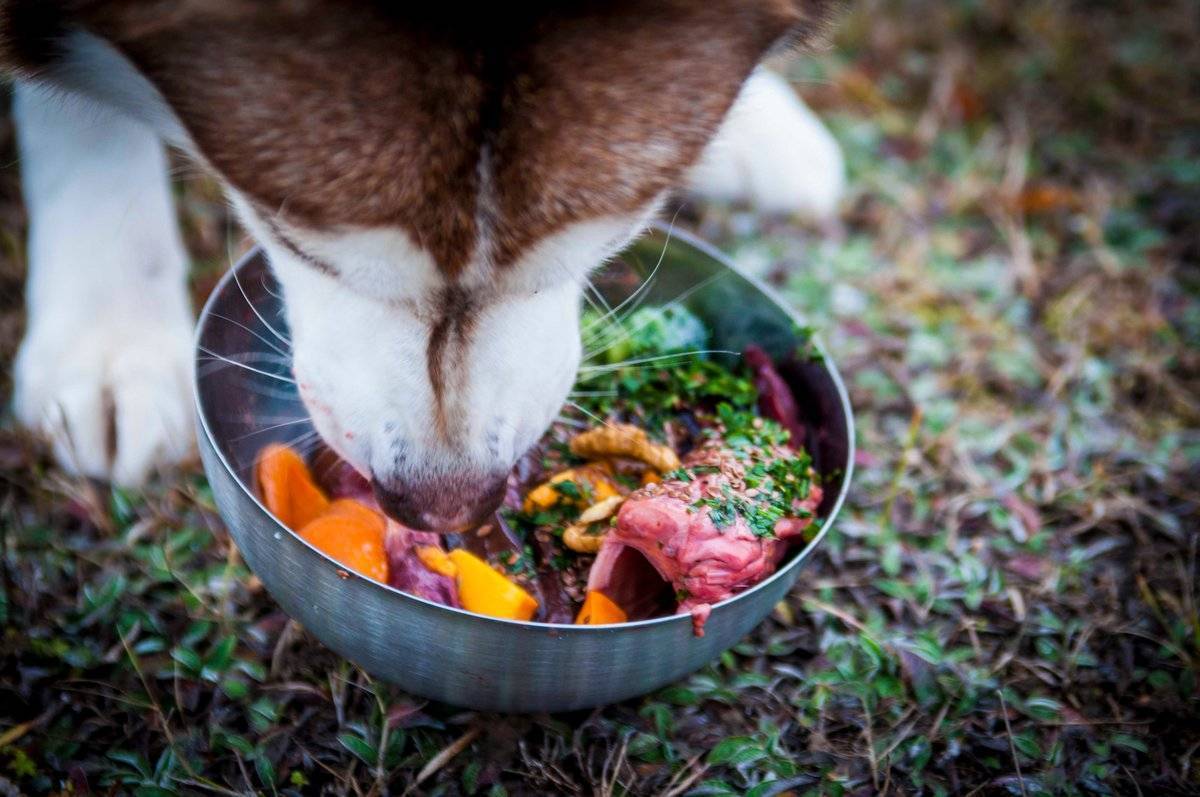 Собака ест траву. польза или вред? | блог на vetspravka.ru