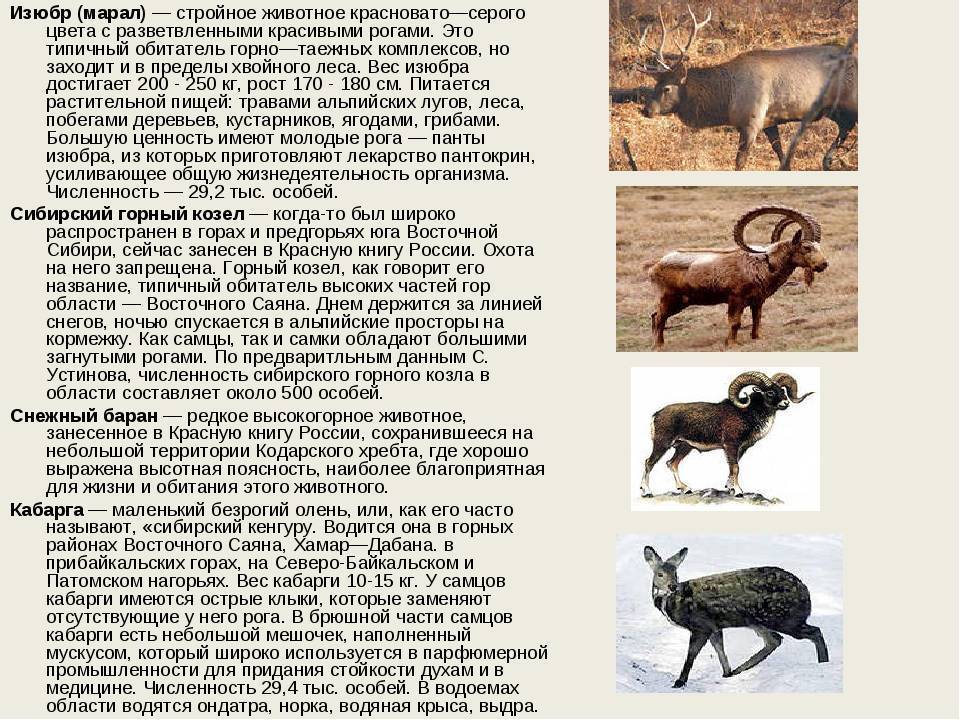 Животные тайги. описание и особенности животных тайги