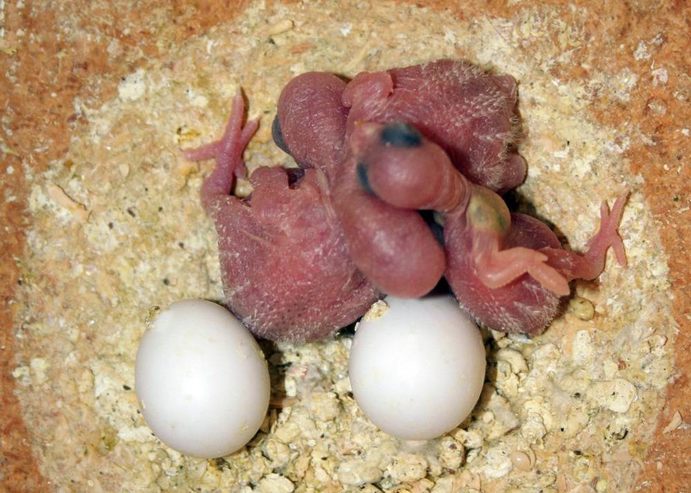 [новое исследование] птенцы волнистых попугаев: появление и уход, чем кормить, внешний вид и уход