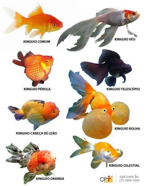 Как выбрать аквариум для рыбок - ribulki.ru