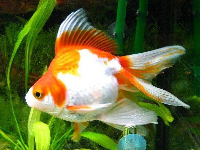 Золотая рыбка рюкин (ryukin goldfish) | содержание, разведение