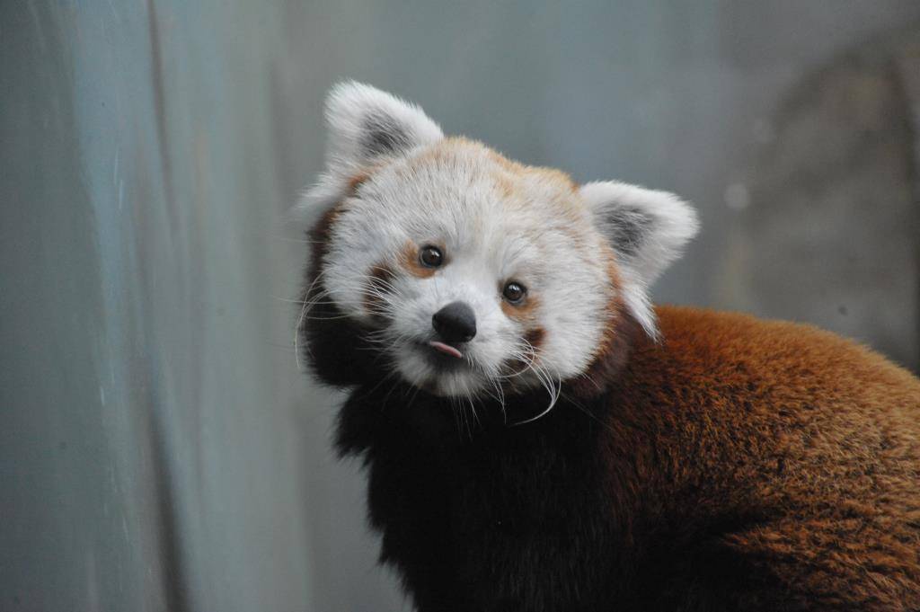 Красная панда - описание животного с фото, происхождение вида, продолжительность жизни и питание