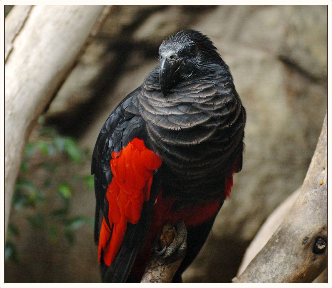 Воротничковый попугай | среда обитания, питание, размножение, уход