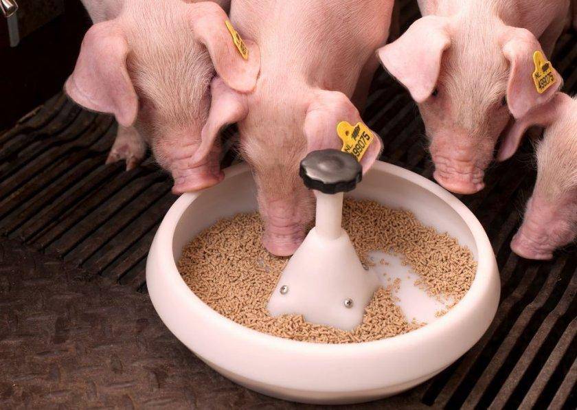 Комбикорм для кормления поросят - состав, нормы и рецепты приготовления комбикорма для свиней