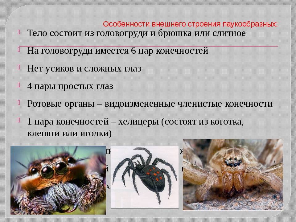 По каким признакам клещей можно отличить от пауков