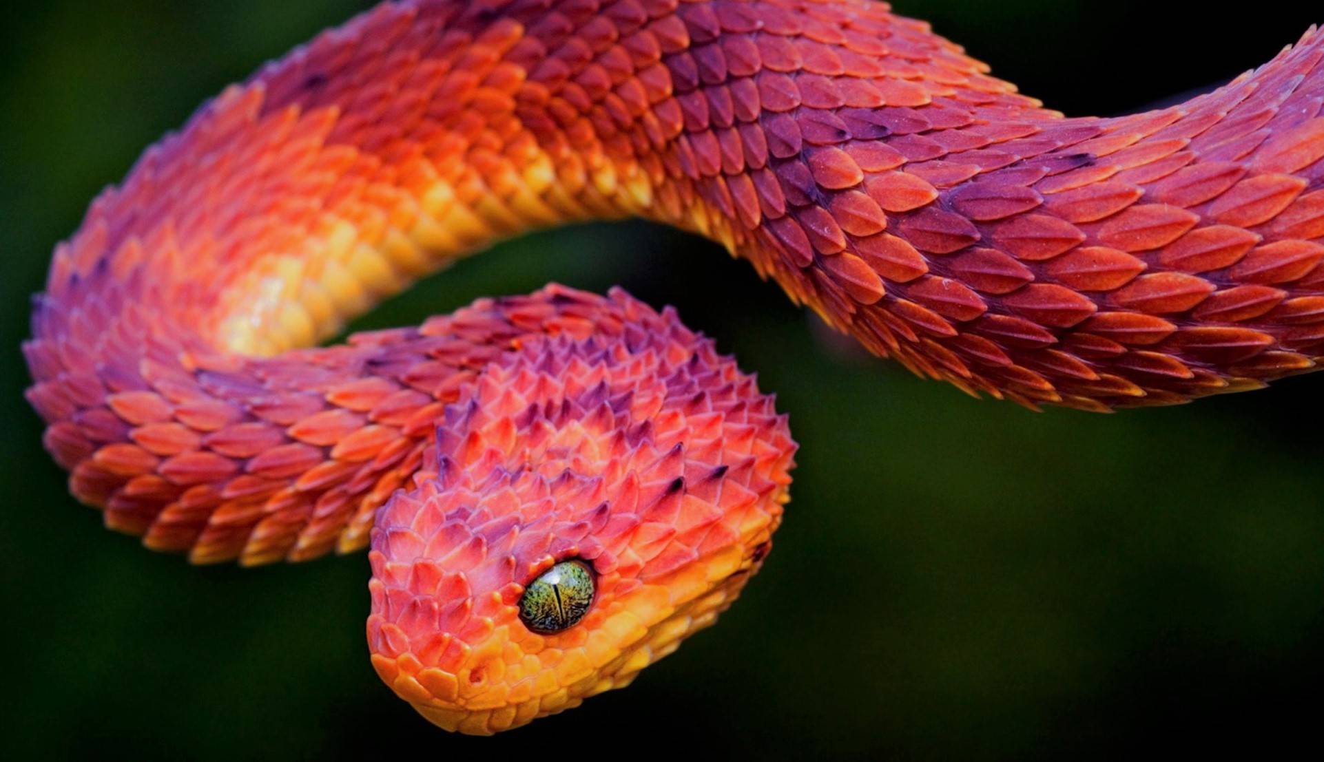 Топ 10: самые ядовитые и опасные змеи в мире - фото, названия и характеристика