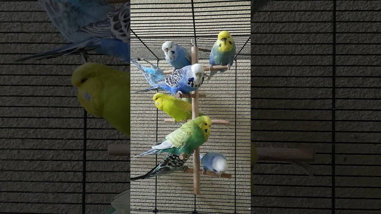 Особенности сна волнистых попугаев — как спят в дикой природе и в домашних условиях