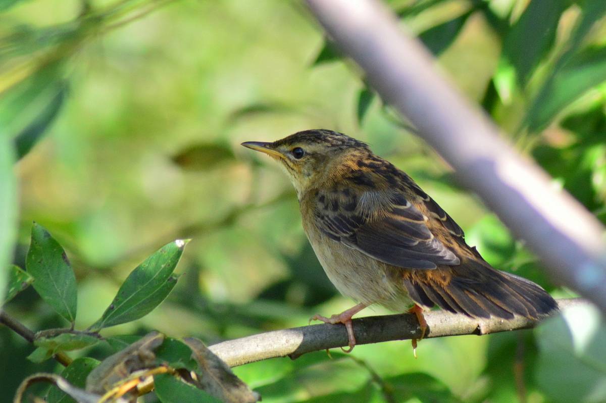 Лучшие певчие птицы в мире: 10 популярных видов