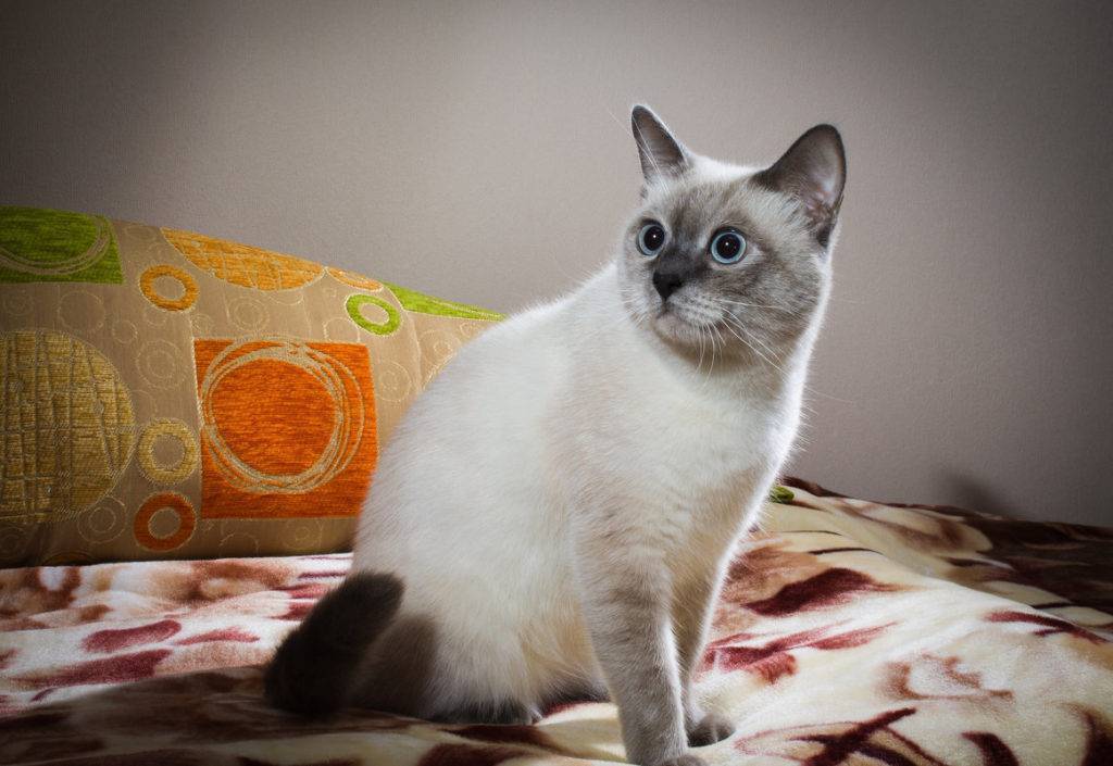 Все о тайской кошке: стандарт породы с фото, описание характера, особенности питания и ухода