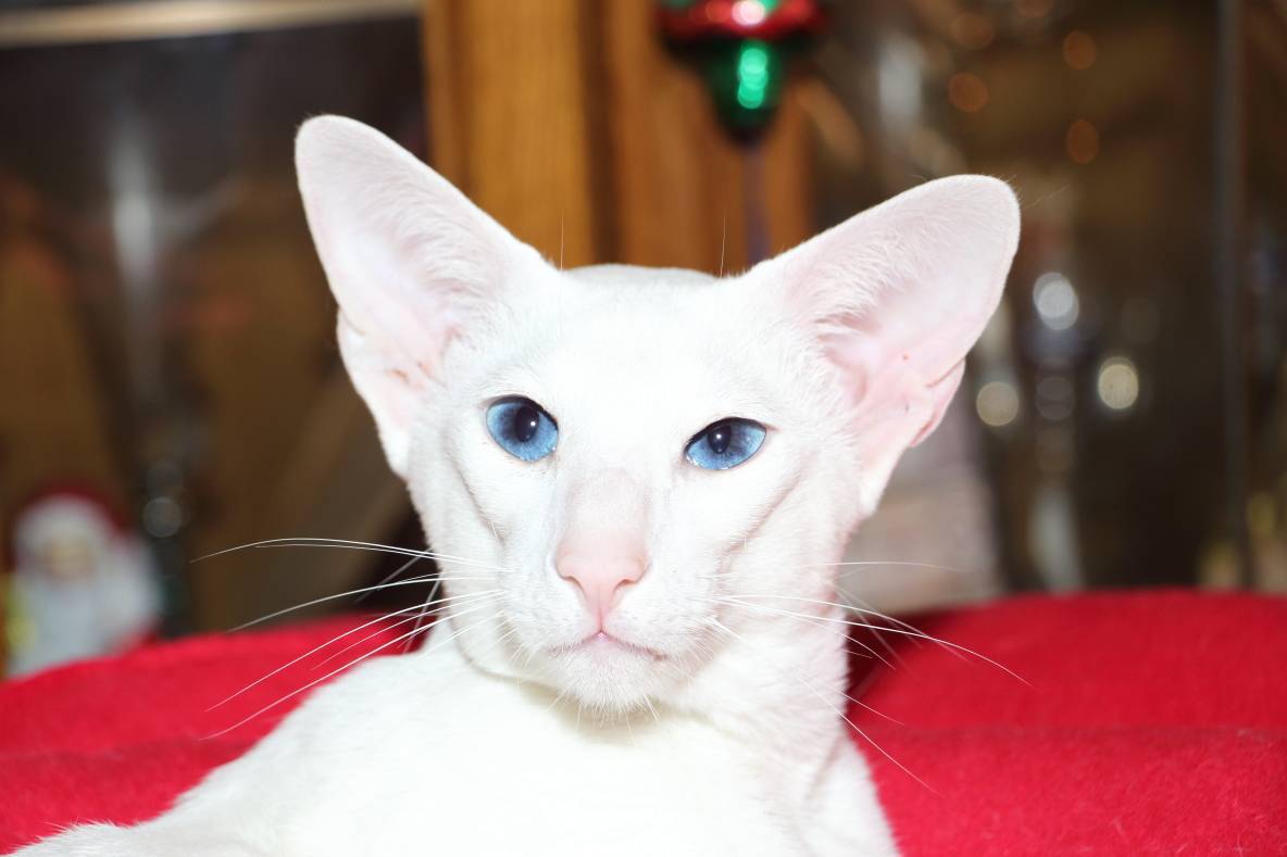 Порода кошек с голубыми глазами и белой шерстью — изучаем обстоятельно