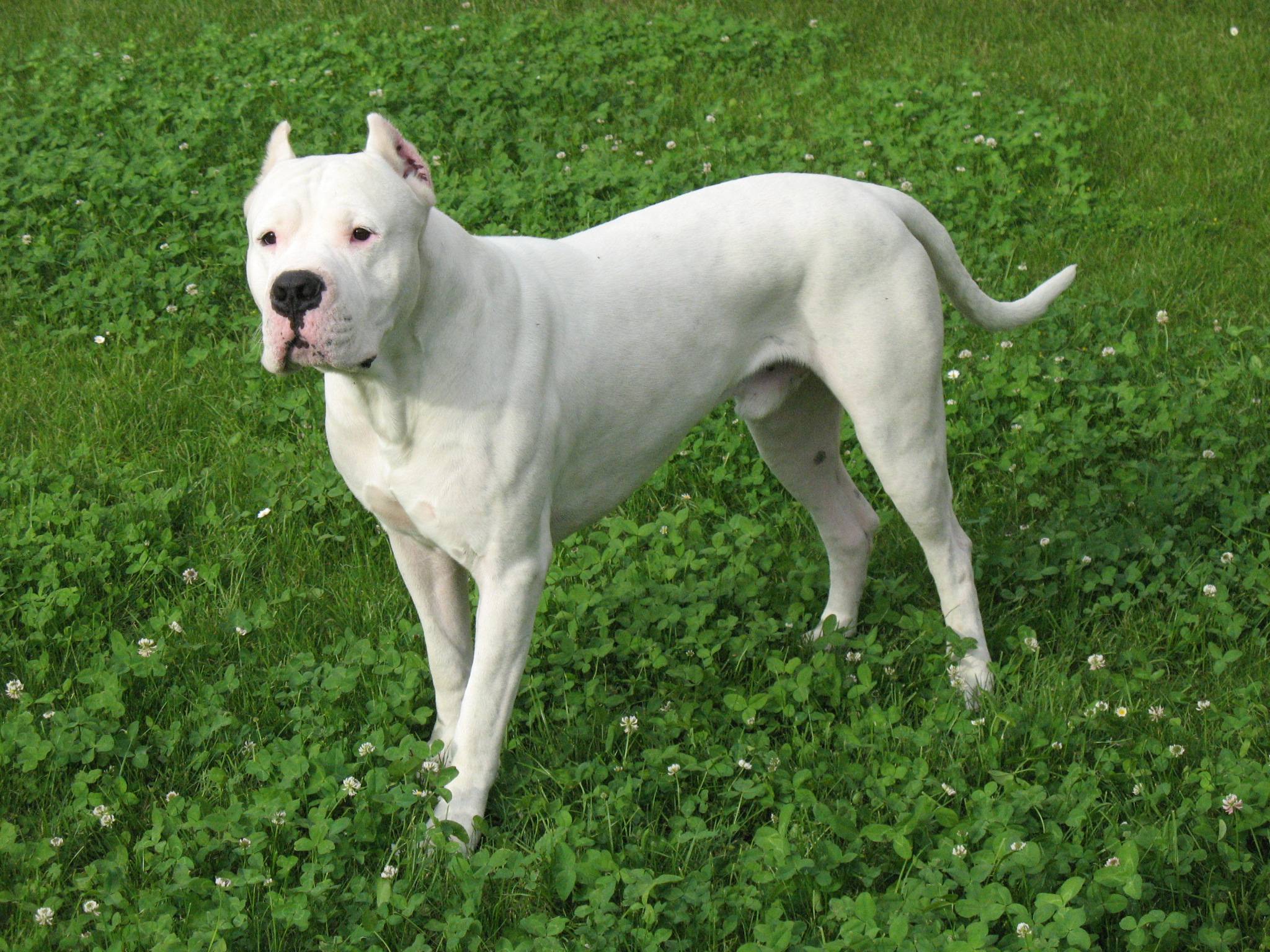 Аргетинский дог – фото собаки, характеристика породы, цена, отзывы