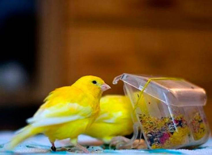 Канарейки: уход и содержание в домашних условиях, виды и фото, родина певчих птичек