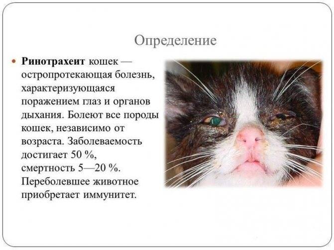 Самые частые кошачьи заболевания: причины и симптомы