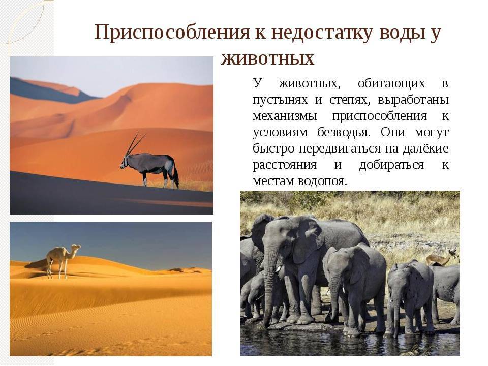 Кто живет в пустыне: животный мир на песчаных территориях африки и россии, чем питаются | tvercult.ru
