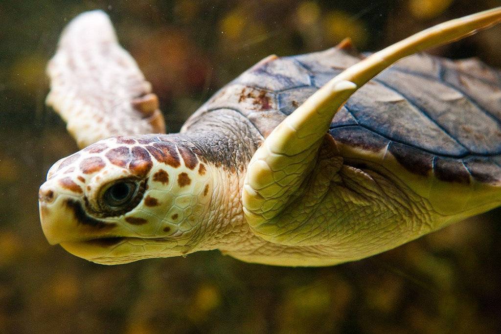 Кожистая черепаха. образ жизни и среда обитания кожистой черепахи