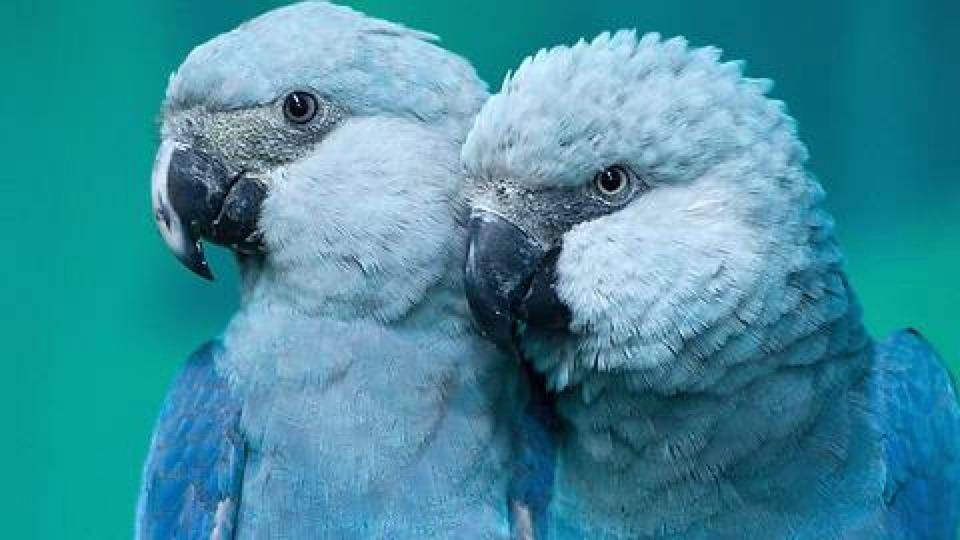 Голубой ара – фото, описание, ареал, рацион, враги, популяция