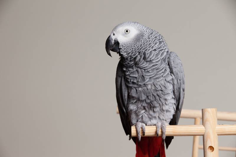 Птица тукан – где живет, чем питается попугай с большим клювом (+фото)