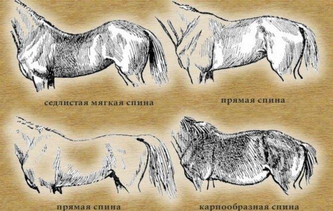 Самая дорогая лошадь в мире (фото). самые дорогие лошади в мире: топ 10 :: syl.ru
