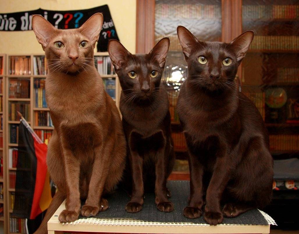 Гавана браун (гавана) - порода кошек - информация и особенностях | хиллс