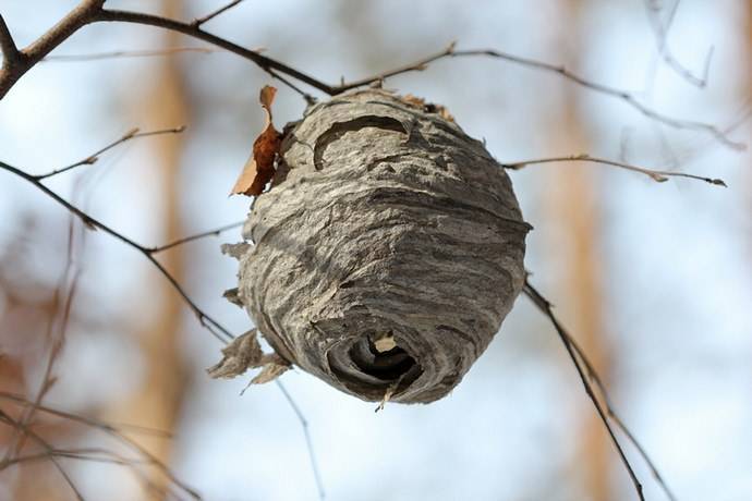 Как отравить пчел или вывести их из дома, все об этом?