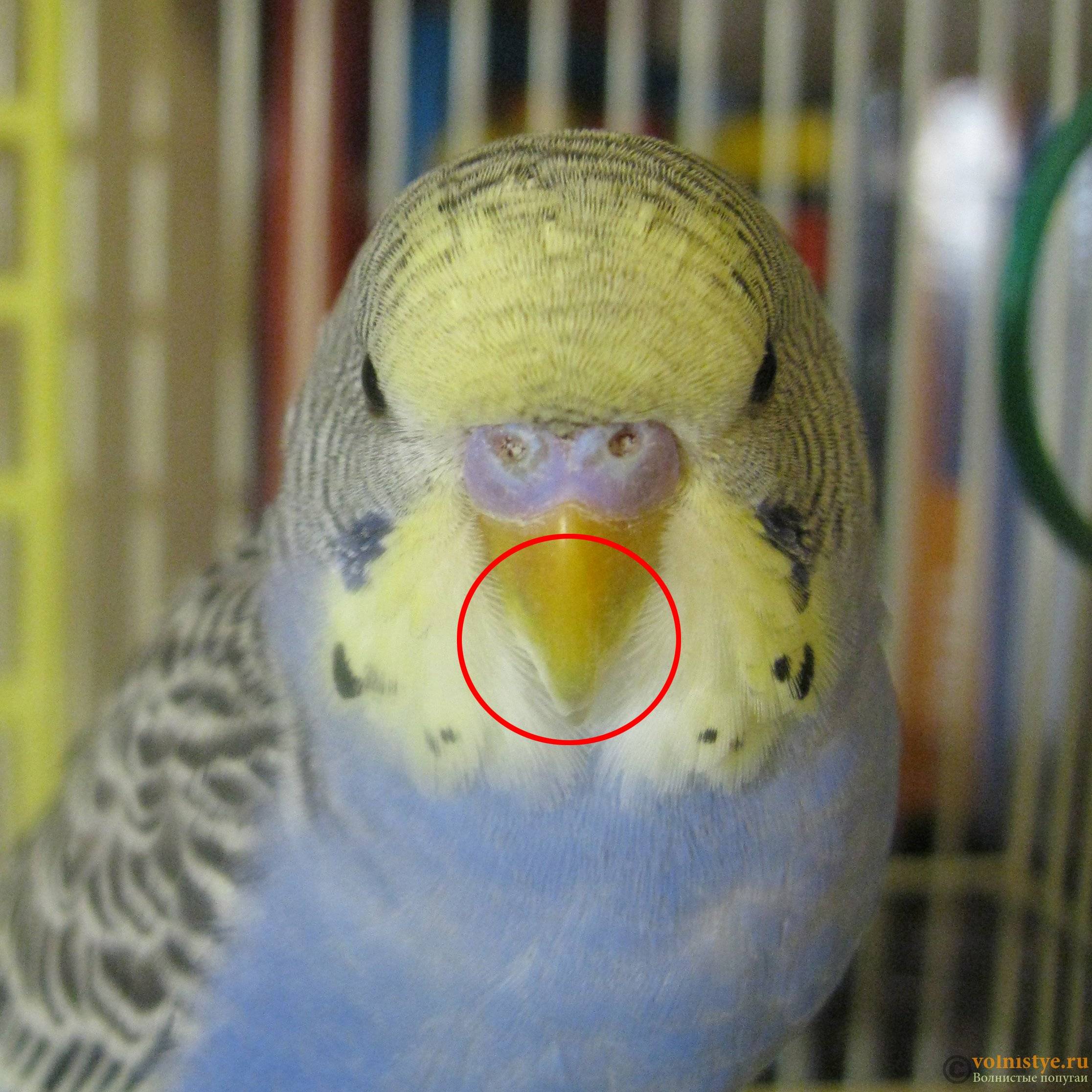 Клюв у волнистого попугая – что нужно знать владельцам пернатого
