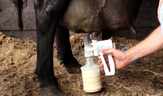 Как правильно доить корову?