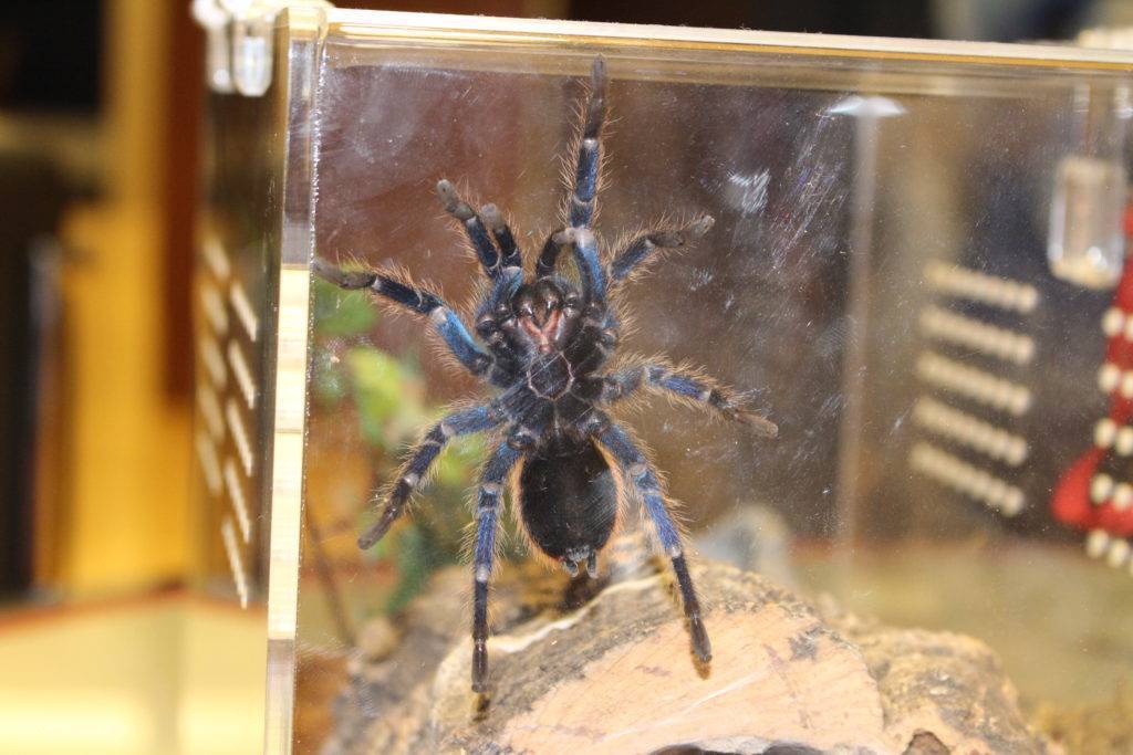 Знакомство с южнорусским тарантулом: особенности его существования и содержание в неволе