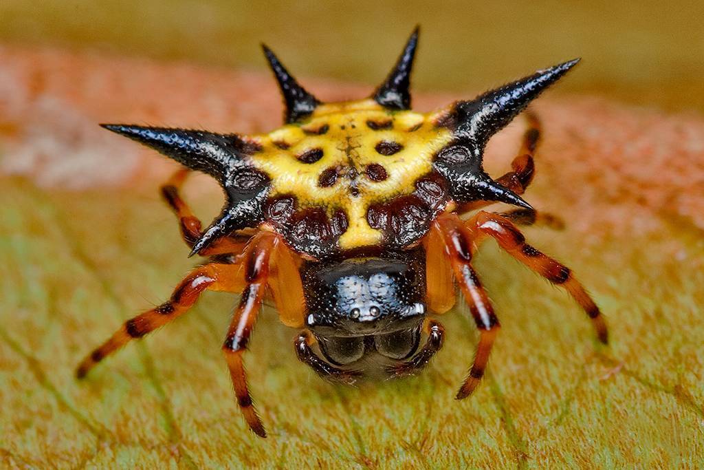 Ядовитые пауки: описание самых опасных видов