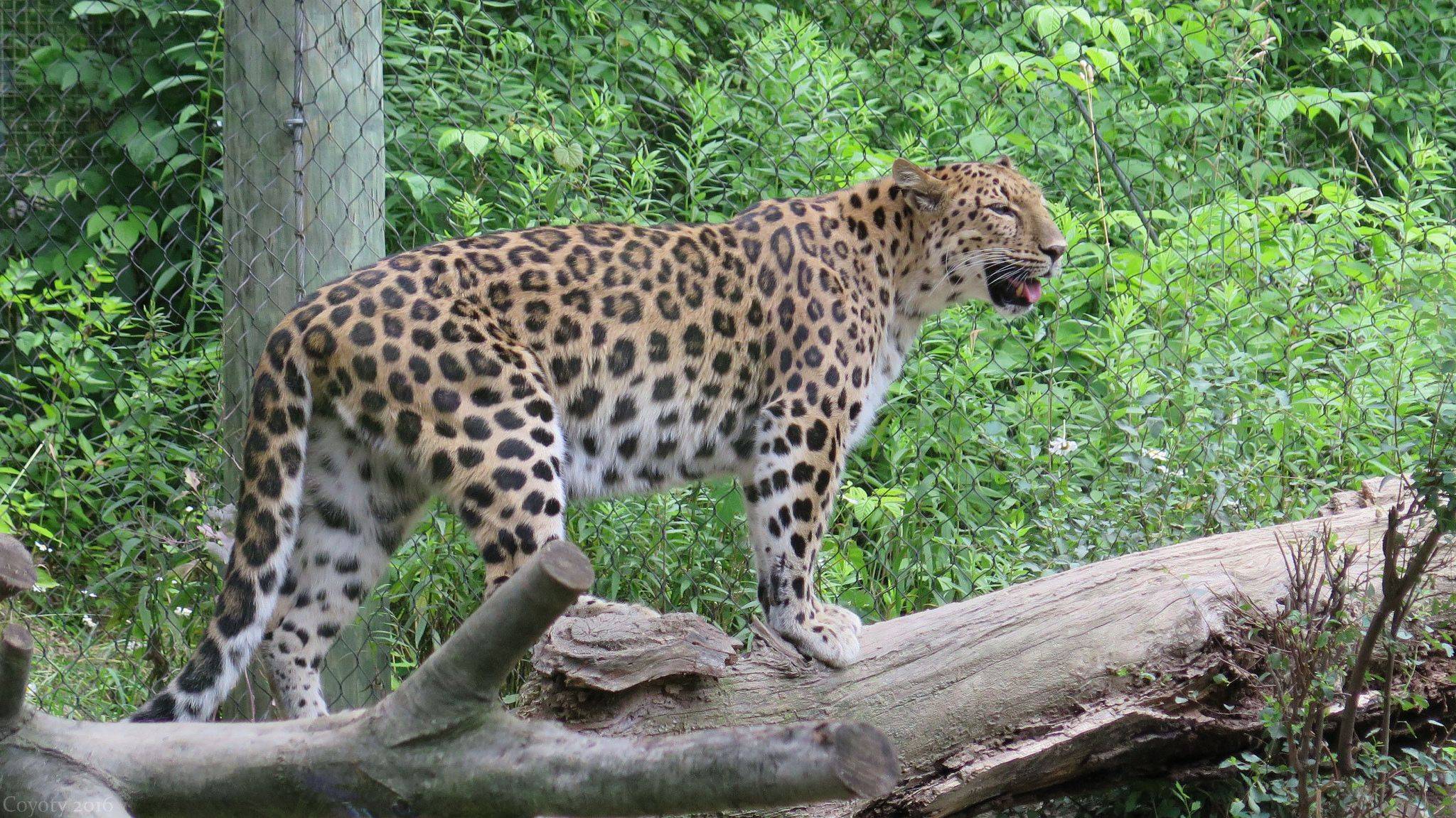 Леопард: где обитает, чем питается, сколько живет, описание