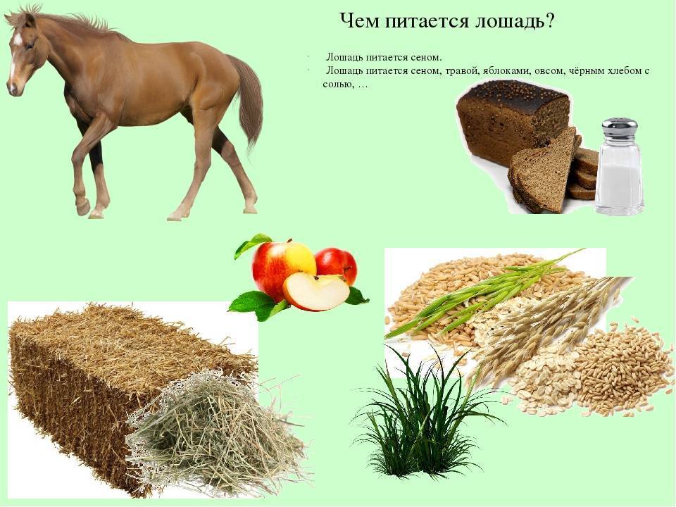 Питание лошадей – как правильно планировать рацион лошади