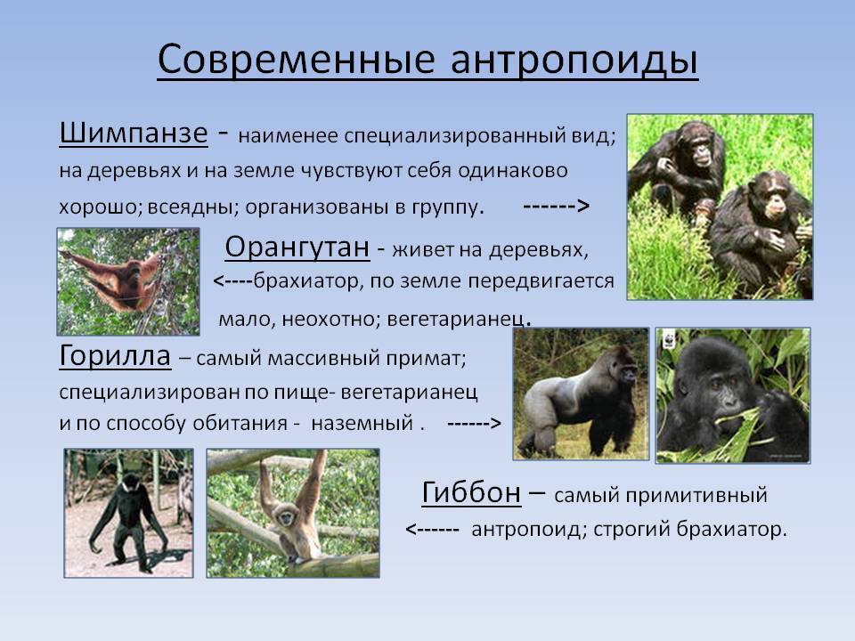 Всё об обезьянах