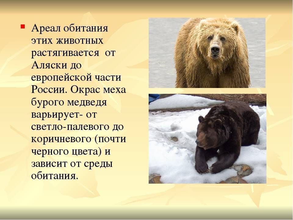 Бурый медведь: описание животного, где живет, чем питается