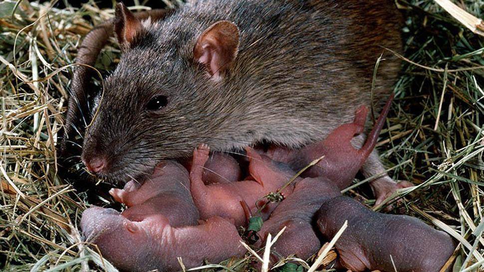 Крысы – фото, описание, ареал, рацион, враги, популяция