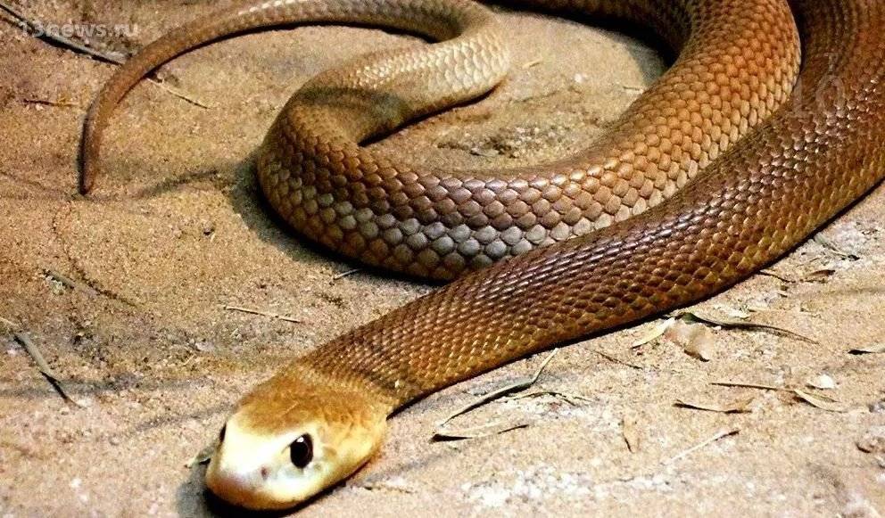 Какая самая ядовитая змея в мире 1, название, фото, видео