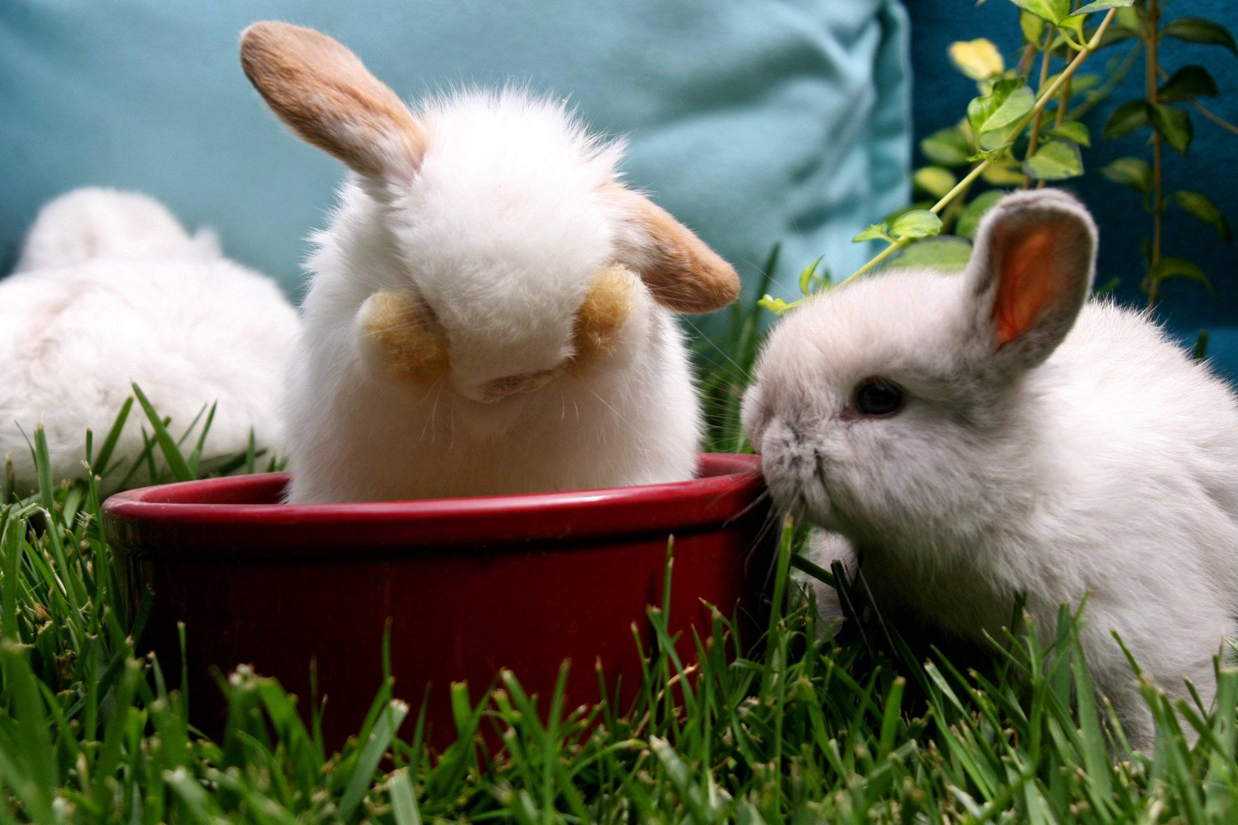 Кролики: содержание и уход, питание, способы коммуникации
