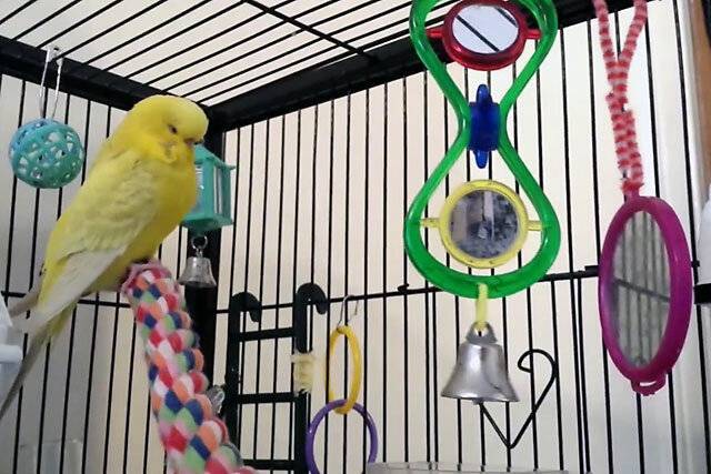 Способы обучения волнистых попугаев разговору