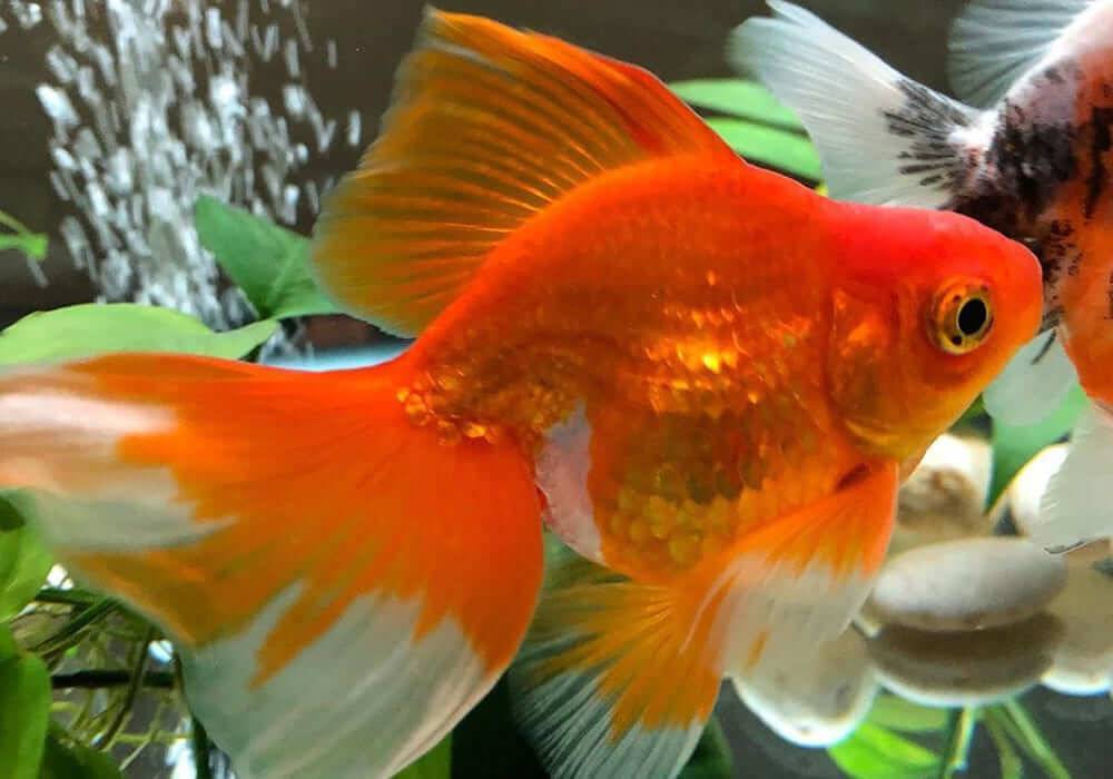 Удивительные золотые рыбки: как правильно ухаживать за ними