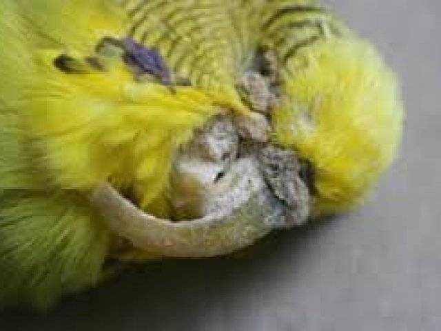 Ожереловый и волнистый попугаи – сколько раз происходит линька, уход и кормление