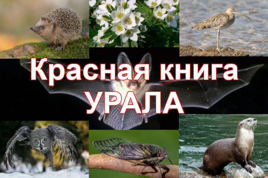 Животные в Красной книге Урала