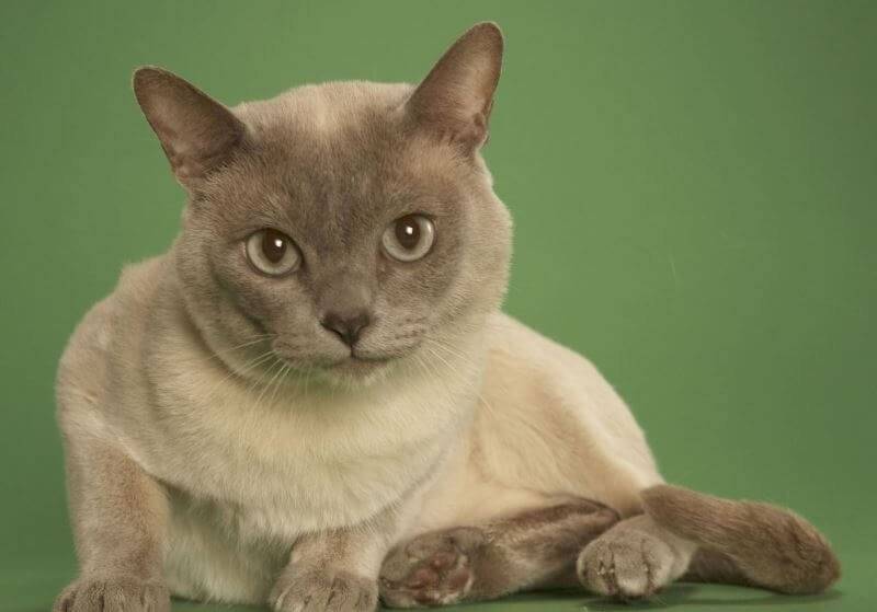 Тонкинская порода кошек - золотые питомцы с аквамариновыми глазами