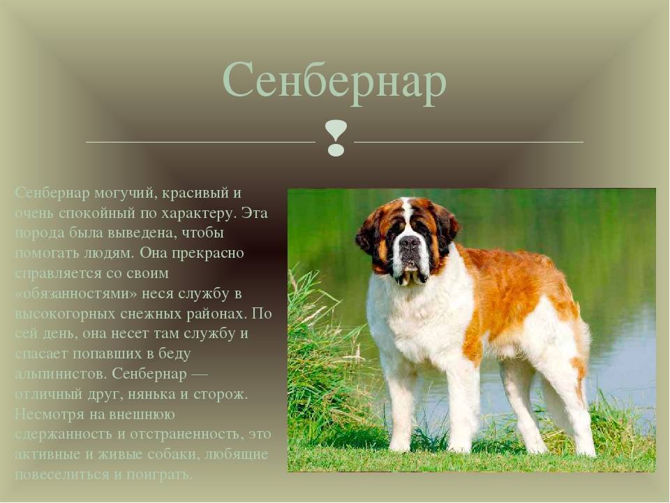 Сенбернар (характеристика породы), продолжительность жизни и другие факты о собаке