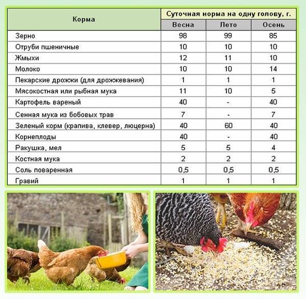 Разведение цыплят в домашних условиях выращивание цыплят в домашних условиях, фото и видео. уход, питание