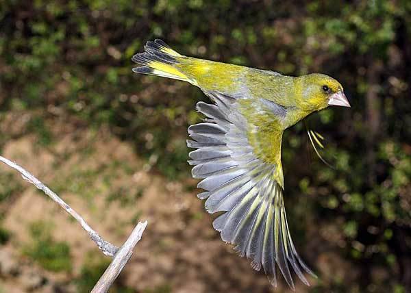 Птица зеленушка: описание, ареал обитания и уход в домашних усдовиях :: syl.ru
