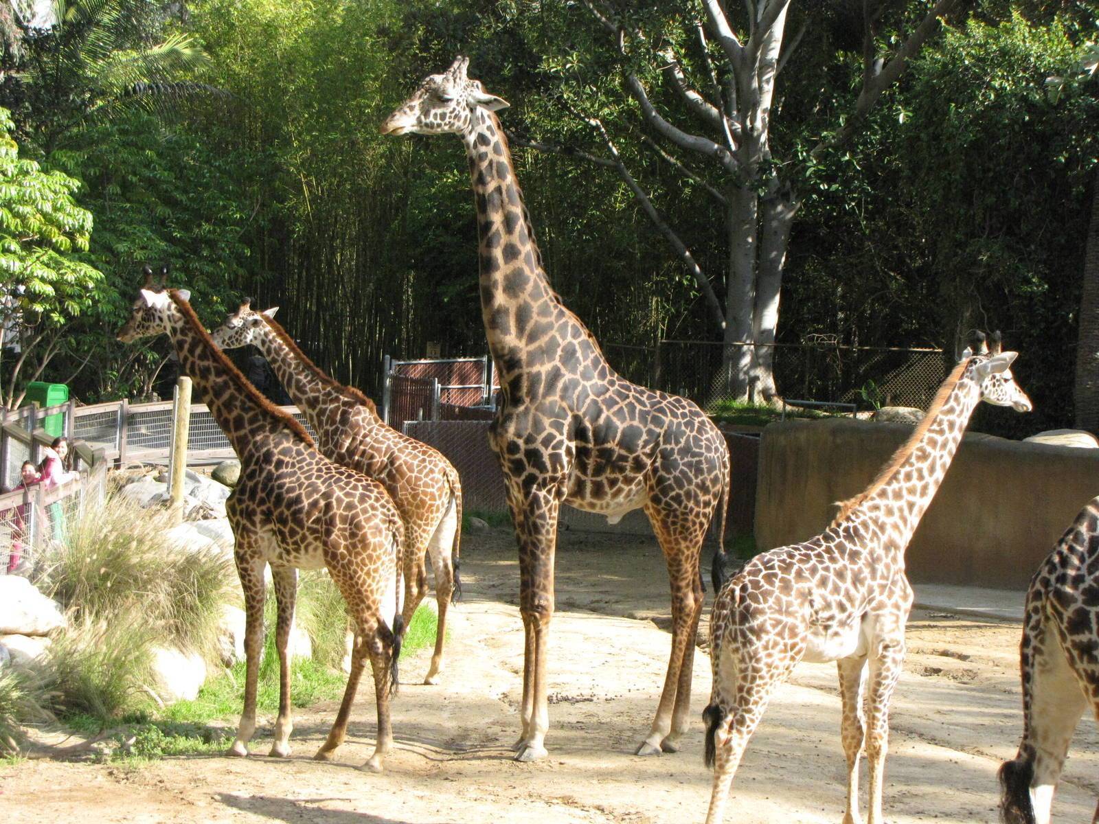 Самые красивые зоопарки мира: рейтинг лучших зоопарков мира