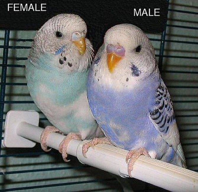 Волнистые попугайчики: как отличить мальчика от девочки?