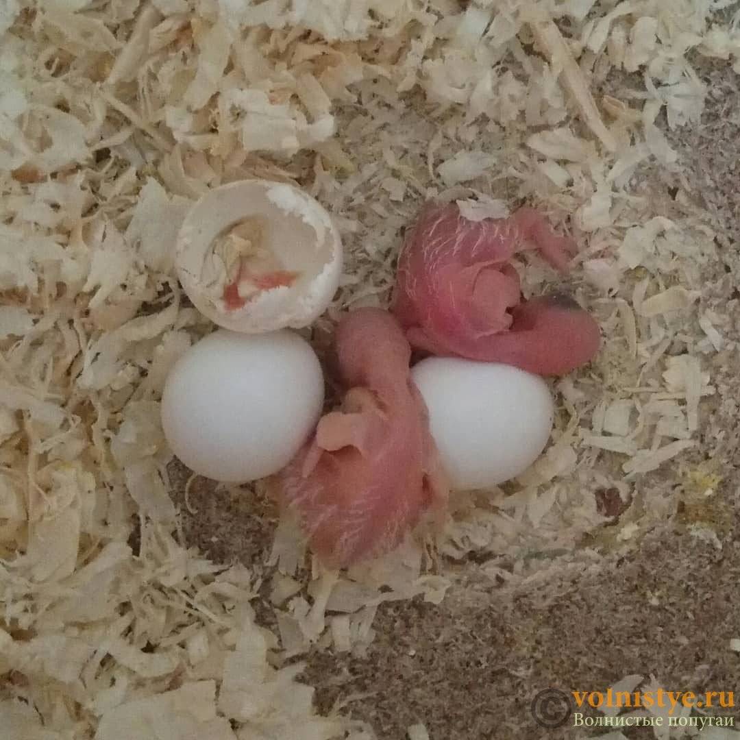 Сколько по времени высиживают яйца волнистые попугаи? -