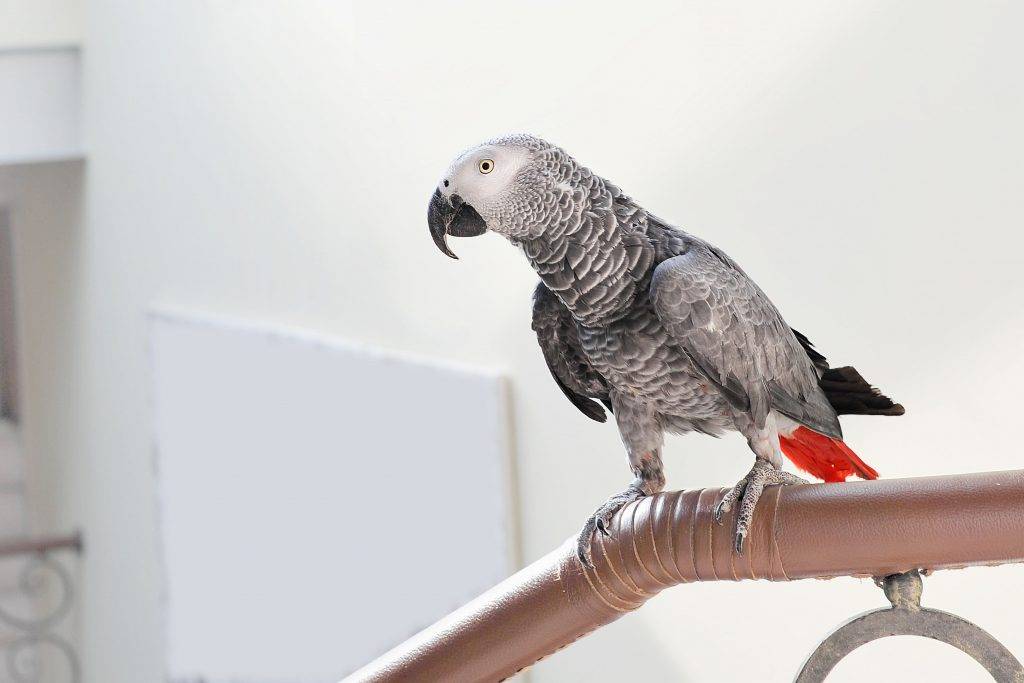Попугай жако – единственный представитель рода