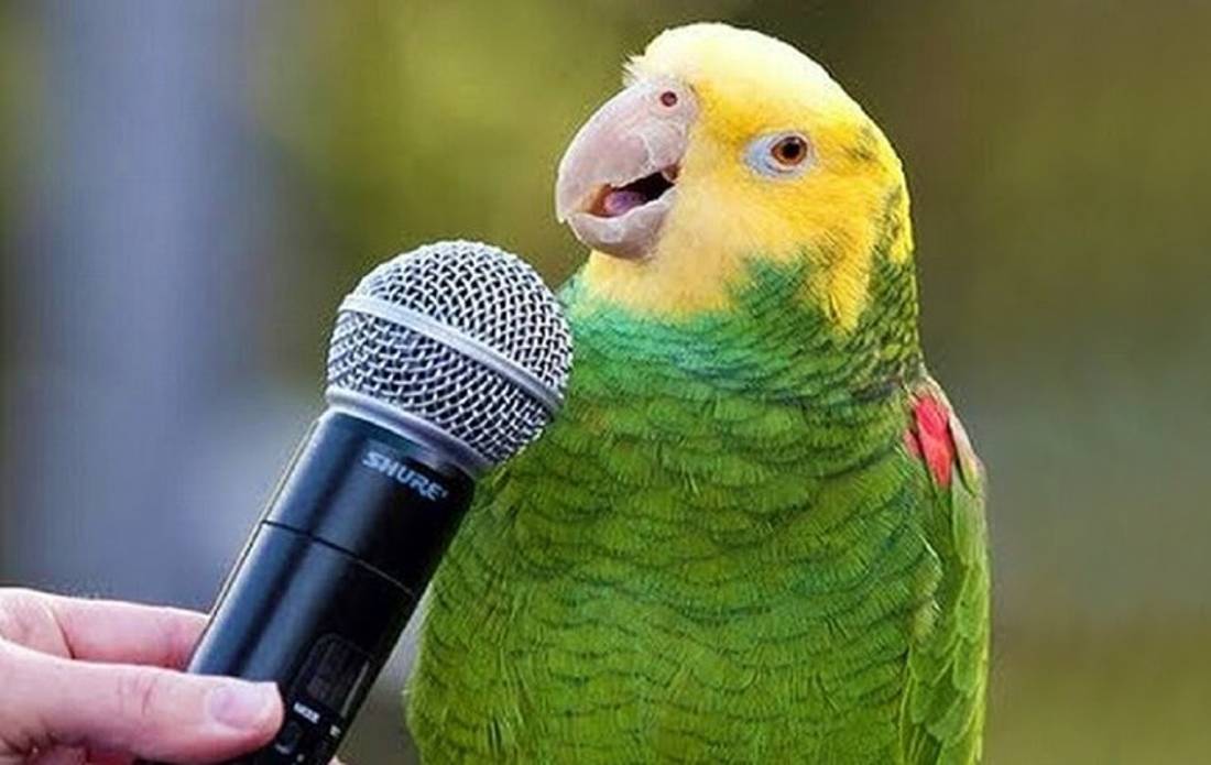Почему попугай кричит: причины, способы борьбы с криком