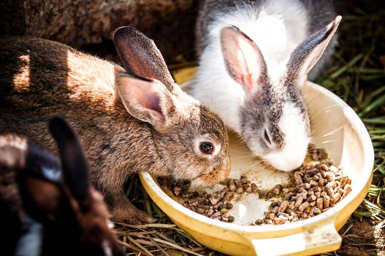 Рацион питания кроликов: правила составления наиболее сбалансированного